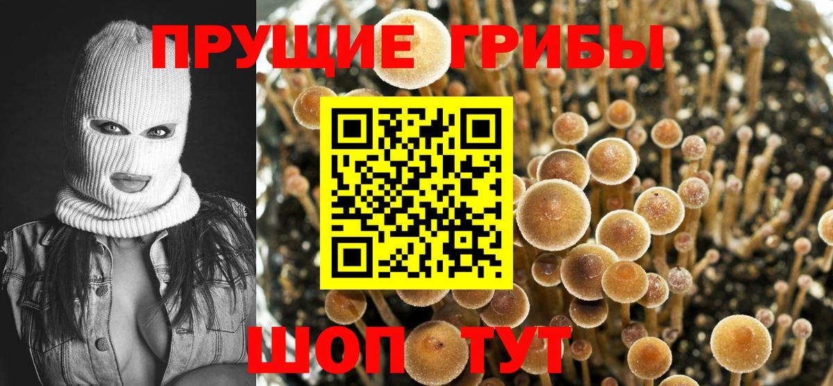 Галлюциногенные грибы Psilocybine cubensis Хасавюрт